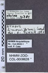 Etiketten zu Athous limoniiformis (NHMW-ZOO-COL-0008628)